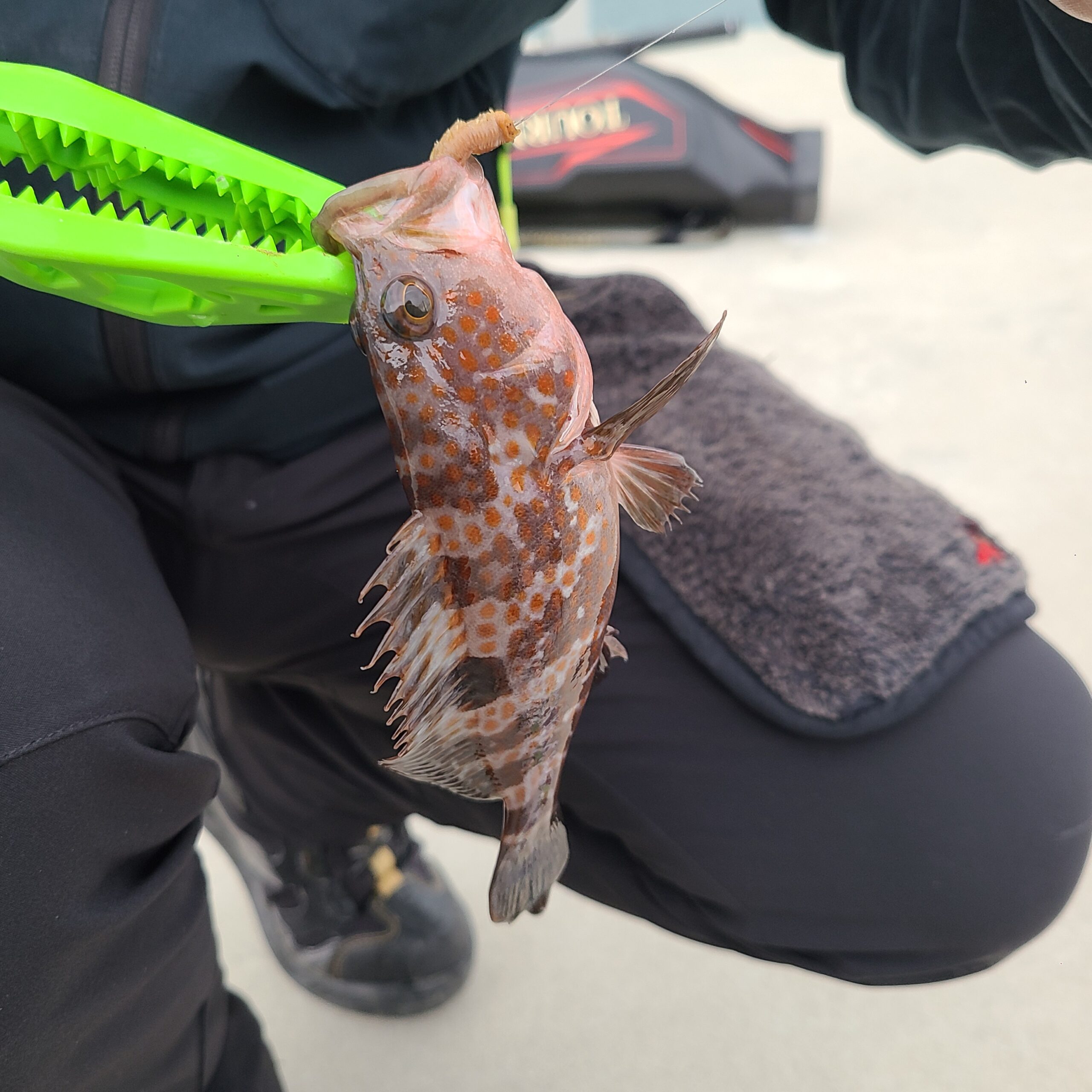 クイックベイト 乾燥赤イソメ 4個まとめ売り 釣り餌 - 画像 (9)
