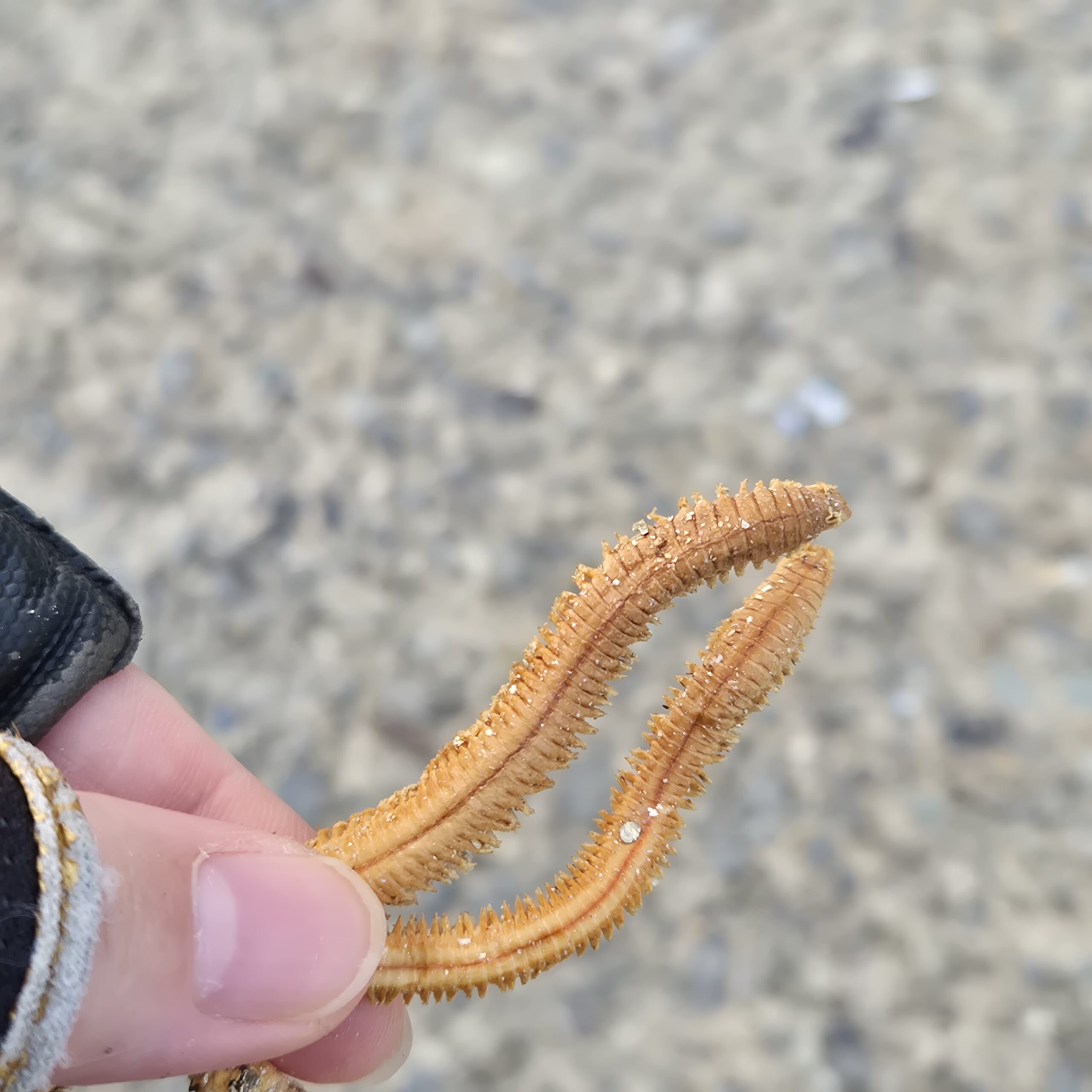 乾燥赤イソメ使用例
